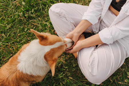 Close-up of a woman training and feeding a Welsh Corgi in the park in sunny weather. Concept of walking a dog, friendship between a dog and owner. Part of a series. Soft focus.の写真素材