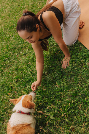 Close-up of a woman training and feeding a Welsh Corgi in the park in sunny weather. Concept of walking a dog, friendship between a dog and owner. Part of a series. Soft focus.の写真素材