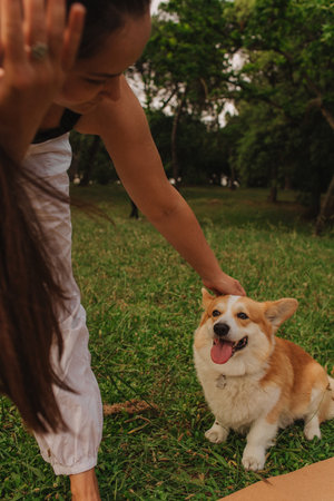 Close-up of a woman training and feeding a Welsh Corgi in the park in sunny weather. Concept of walking a dog, friendship between a dog and owner. Part of a series. Soft focus.の写真素材