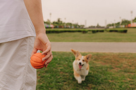 Close up of a woman's hands trains Welsh Corgi in the park in sunny weather. Concept of walking a dog, friendship between a dog and owner. Part of a series. Soft focus.の写真素材