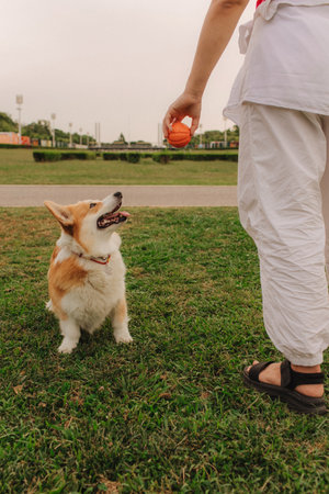 Close up of a woman's hands trains Welsh Corgi in the park in sunny weather. Concept of walking a dog, friendship between a dog and owner. Part of a series. Soft focus.の写真素材