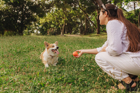 Young girl trains Welsh Corgi in the park in sunny weather. Concept of walking a dog, friendship between a dog and owner. Part of a series. Soft focus.の写真素材