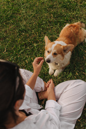 Close-up of a woman training and feeding a Welsh Corgi in the park in sunny weather. Concept of walking a dog, friendship between a dog and owner. Part of a series. Soft focus.の写真素材