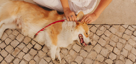 Close-up of a woman hugging a Welsh Corgi in a park on a hot sunny day. The dog looks tired from the heat. Concept of summer walk, pet care, and companionship. Soft focus. Part of a series.の写真素材