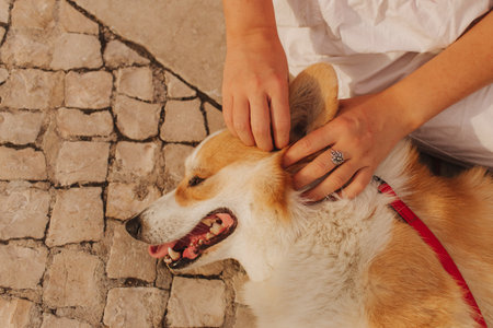 Close-up of a woman hugging a Welsh Corgi in a park on a hot sunny day. The dog looks tired from the heat. Concept of summer walk, pet care, and companionship. Soft focus. Part of a series.の写真素材