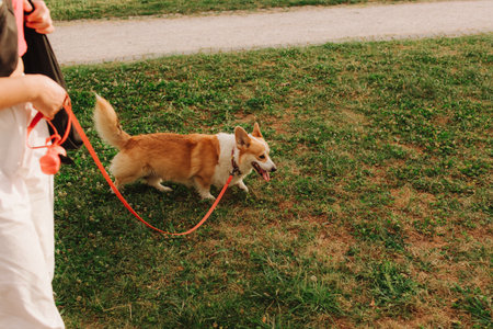 Dog walker and Welsh Corgi dog enjoy sunny day out on sidewalk. Female leads her dog at leash in park. Woman with her pet have fun at morning walking. Soft focus. Part of a seriesの写真素材