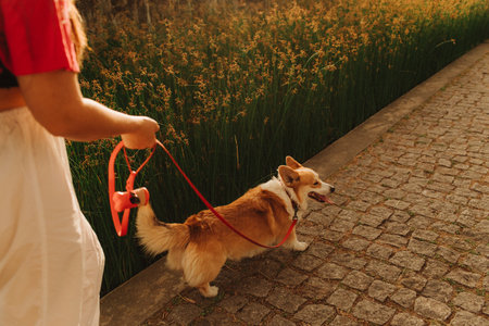 Dog walker and Welsh Corgi dog enjoy sunny day out on sidewalk. Female leads her dog at leash in park. Woman with her pet have fun at morning walking. Soft focus. Part of a seriesの写真素材