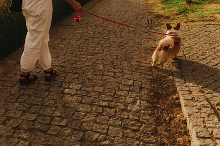 Dog walker and Welsh Corgi dog enjoy sunny day out on sidewalk. Female leads her dog at leash in park. Woman with her pet have fun at morning walking. Soft focus. Part of a seriesの写真素材