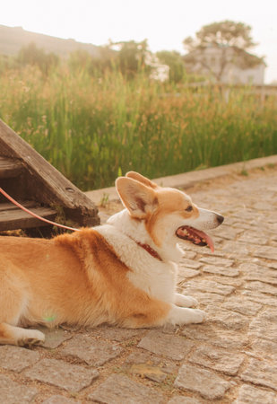 Dog walker and Welsh Corgi dog enjoy sunny day out on sidewalk. Female leads her dog at leash in park. Woman with her pet have fun at morning walking. Soft focus. Part of a seriesの写真素材