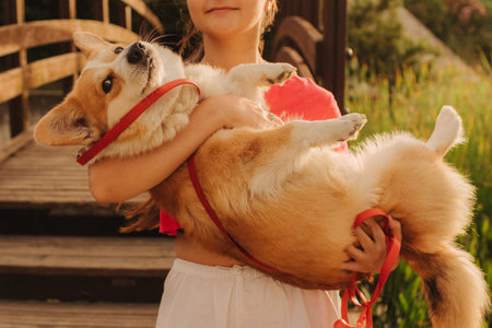 Close-up of a woman hugging a Welsh Corgi in the park in sunny weather. Concept of walking a dog, friendship between a dog and owner. Part of a series. Soft focus.の写真素材