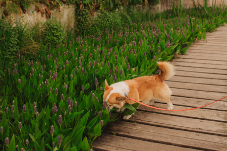 Dog walker and Welsh Corgi dog enjoy sunny day out on sidewalk. Female leads her dog at leash in park. Woman with her pet have fun at morning walking. Soft focus. Part of a seriesの写真素材