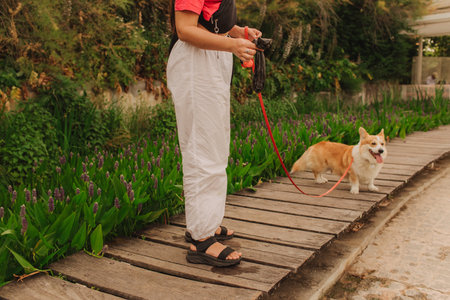 Dog walker and Welsh Corgi dog enjoy sunny day out on sidewalk. Female leads her dog at leash in park. Woman with her pet have fun at morning walking. Soft focus. Part of a seriesの写真素材