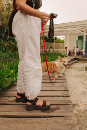 Dog walker and Welsh Corgi dog enjoy sunny day out on sidewalk. Female leads her dog at leash in park. Woman with her pet have fun at morning walking. Soft focus. Part of a seriesの写真素材