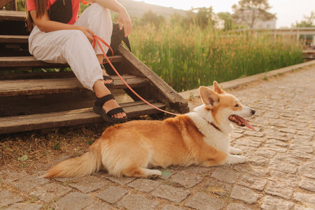 Close-up of a woman with Welsh Corgi in a park on a hot sunny day. Concept of pet care and companionship. Dog walker. Woman with her pet have fun at morning walking. Soft focus. Part of a series.の写真素材