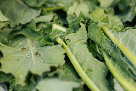 Fresh greens at small local urban market. Organic produce on sale at outdoor farmer market. Selling...