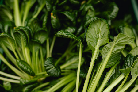 Fresh greens at small local urban market. Organic produce on sale at outdoor farmer market. Selling fresh crops and veggies harvest. European urban setting. Close up. Part of the series.の写真素材