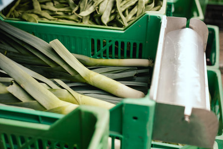 Fresh vegetables at small local urban market. Organic produce on sale at outdoor farmer market....