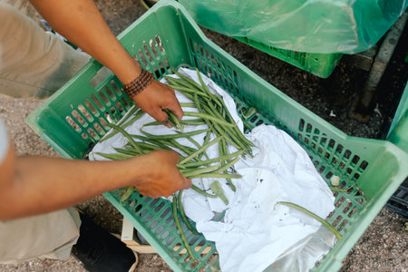 Fresh string beans at small local urban market. Organic produce on sale at outdoor farmer market....