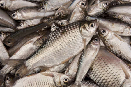 fish after floodの写真素材