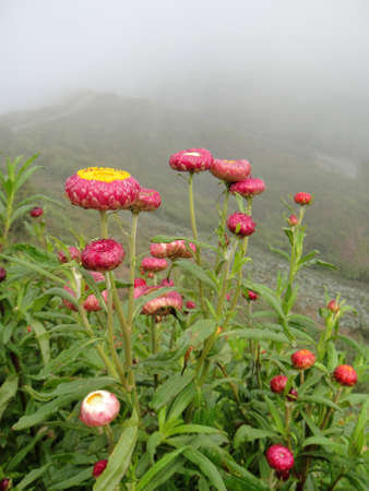 Flowers on the thailand mountain 2の写真素材