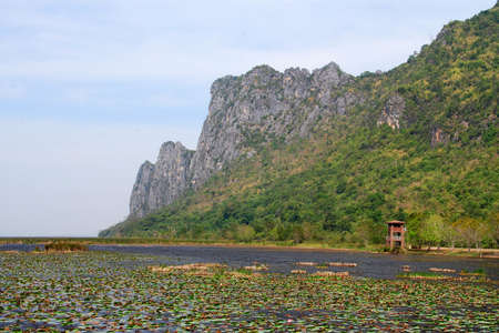 lotus pond  in national park の写真素材