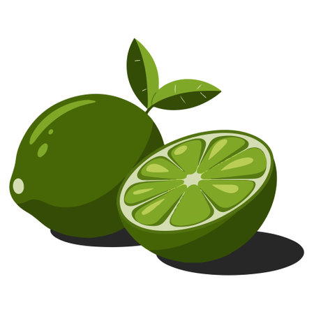 Lime vector illustration isolated on a white background. Vector illustration.のイラスト素材