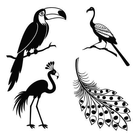 Silhouette Of Toucan Bird And Feather. Professional high-quality vector illustration, perfect for print and web use.のイラスト素材