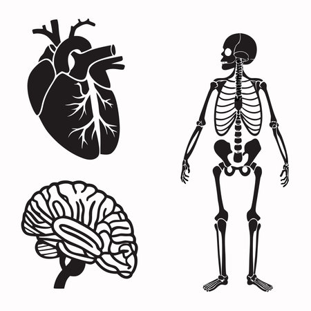 Human internal organs. Anatomical human body, heart, brain, lungs, trachea, heart. Vector illustrationのイラスト素材