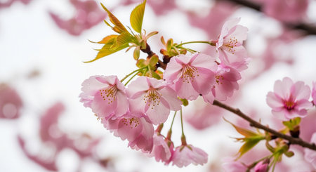 a close up shot of pink cherry blossoms on a branch with a blurred light background behind themの写真素材