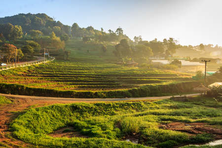 Morning day at Monjam Chiangmai
