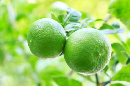 two lemon isolated on backgroundの写真素材
