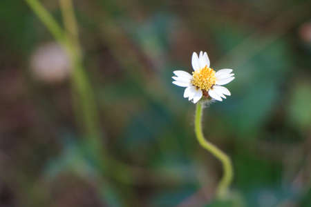 Flower of grass isolated on backgroundの写真素材