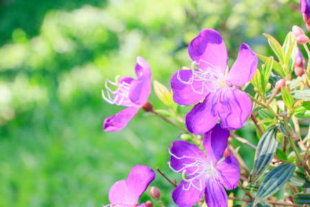 Purple flower isolated on backgroundの写真素材
