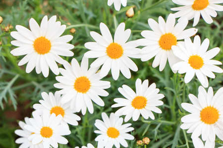 A lot of Chamomiles in backgroundの写真素材