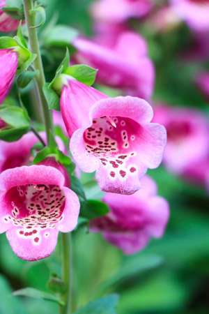 Two Pink flower in the gardenの写真素材