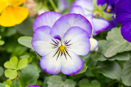 Purple flower isolated on backgroundの写真素材