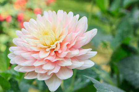A Dahlia isolate on backgroundの写真素材