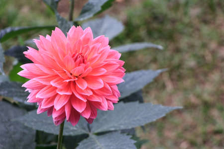 A Dahlia isolate on backgroundの写真素材