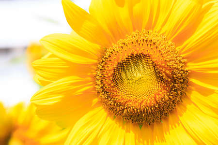 Yellow sunflower isolate on backgroundの写真素材