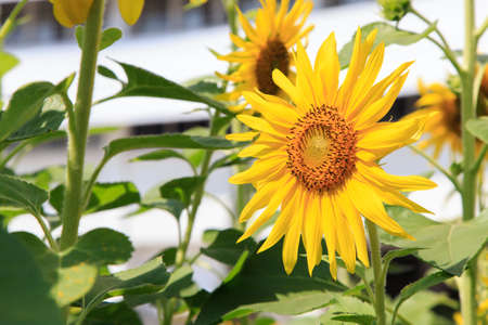 Yellow sunflower isolate on backgroundの写真素材