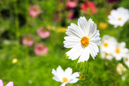White Cosmos Flowers in a fieldの写真素材