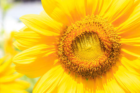 Yellow sunflower isolate on backgroundの写真素材