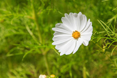 White Cosmos Flowers in a fieldの写真素材