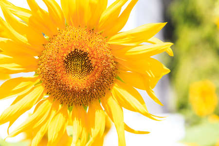 Yellow sunflower isolate on backgroundの写真素材