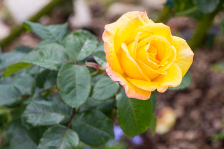 Yellow Rose isolate on backgroundの写真素材