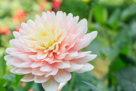 A Dahlia isolate on backgroundの写真素材