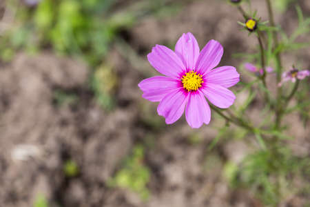 Pink Cosmos Flower in a Fieldの写真素材