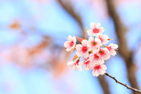 Flower queen tiger in thailandの写真素材