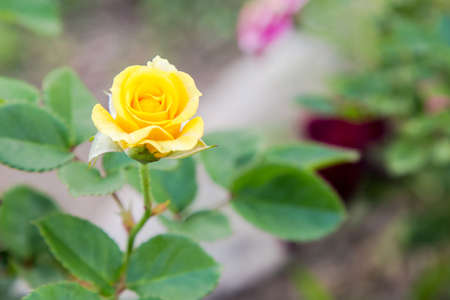 Yellow Rose Isolate on backgroundの写真素材