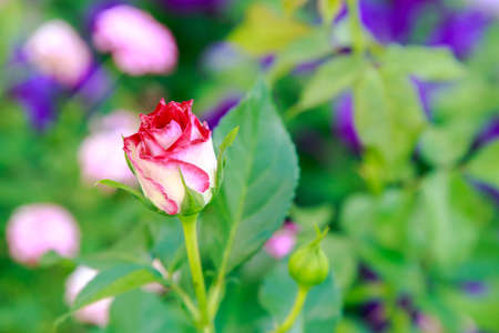 Pink Rose isolate on backgroundの写真素材